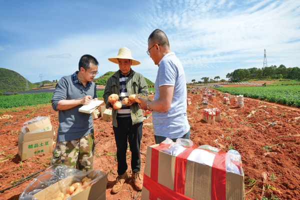 7纪检监察干部在干河乡土豆种植基地了解农产品销售渠道和农民收入情况。（鲁绍刚  摄）